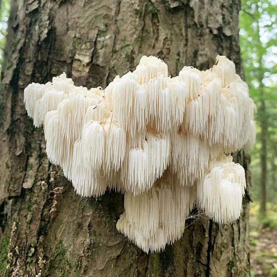 What is Lion’s Mane Mushroom?