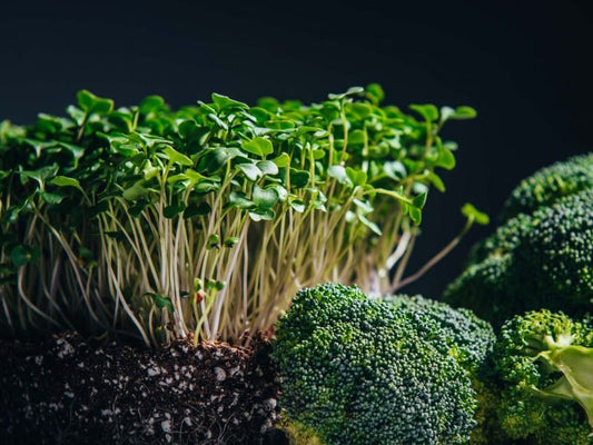 What are Broccoli Microgreens?