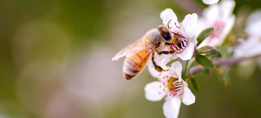 What is Manuka Honey?